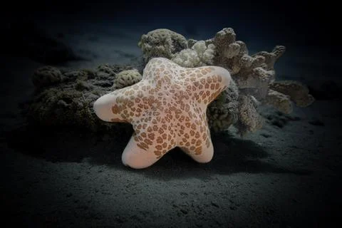 Starfish on a dull background Stock Photos