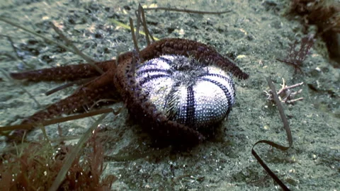 Starfish eats sea urchin in symbiotic feeding relationship of underwater sea. Stock Footage 246729195
