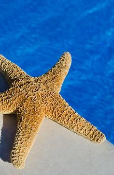 Starfish on the edge of a blue pool. Stock Photos