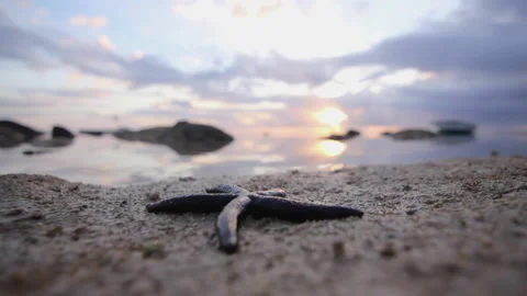 Starfish evening sun set, Mauritius. Stock-Footage 140963432