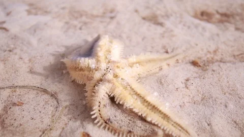 Starfish Finding A Crab Stock Footage 108643026
