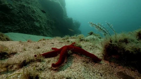 Starfish, Fix wide angle shot Stock Footage 82632676