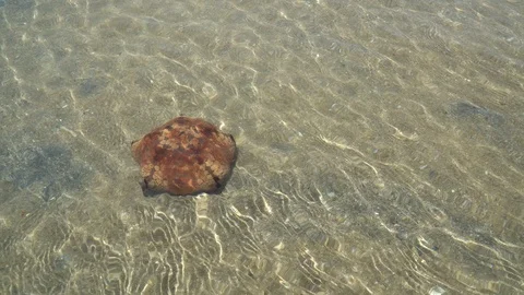 The starfish flips over on a sandy beach Stock Footage 94638497