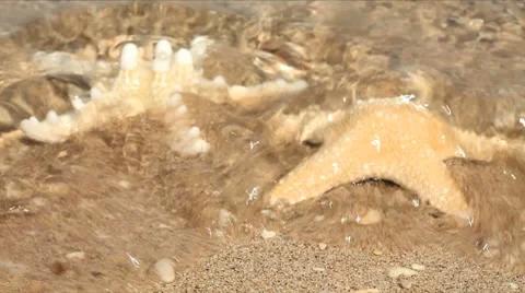 Starfish Stock Footage
