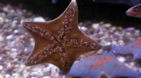 Starfish Stock Footage 8913663