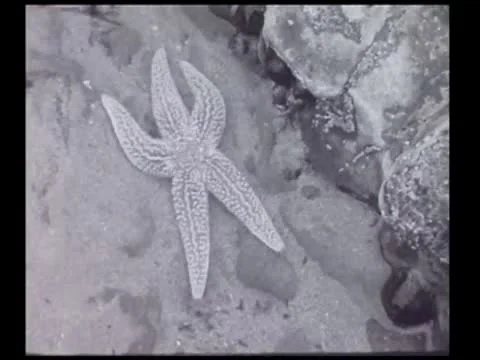 Starfish Stock Footage 9269796