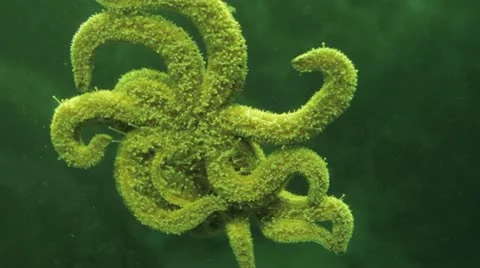 Starfish Stock Footage 10897511