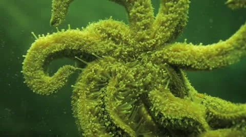 Starfish Stock Footage 10897536