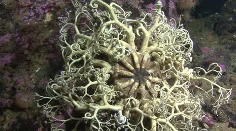 Starfish Stock Footage 11297203