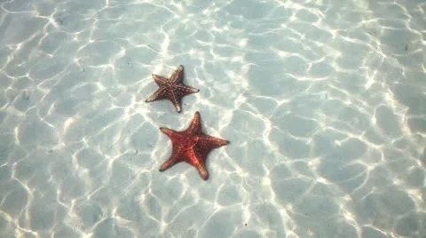 Starfish Stock Footage 14250560
