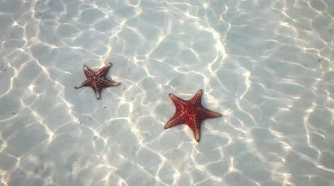 Starfish Stock Footage 14252478
