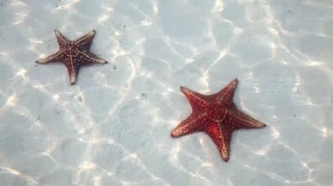 Starfish Stock Footage 14254325
