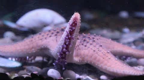 Starfish Stock Footage 34412650