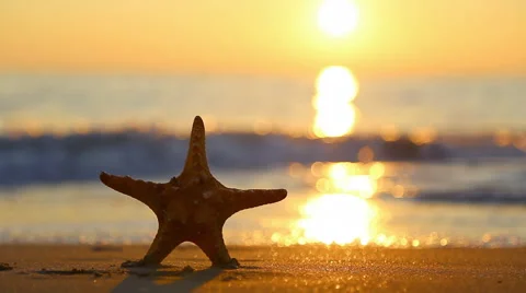 Starfish 動画素材 46668817