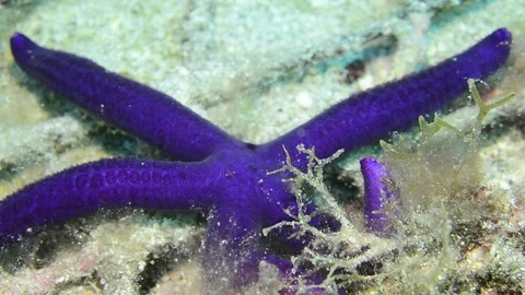 Starfish Stock Footage 86794653