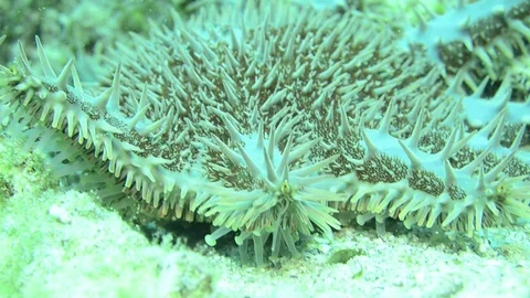 Starfish Stock Footage 86988774