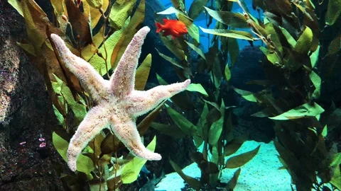 Starfish Stock Footage 104669942