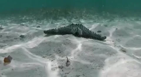 Starfish Stock Footage 242226724