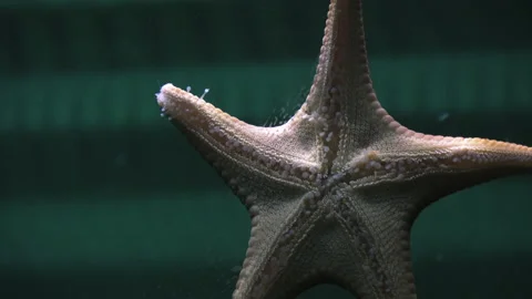Starfish on glass Stock Footage 147177554
