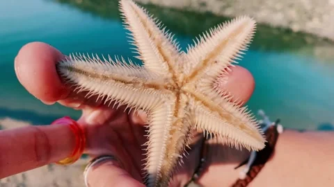 Starfish in hand.  After the storm the waves washed it ashore. Stock Footage 267368490