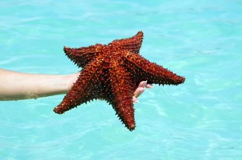 Starfish in hand Stock Photos