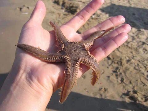 Starfish in hand Stock Photos