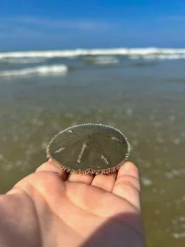 Starfish in hand Stock Photos