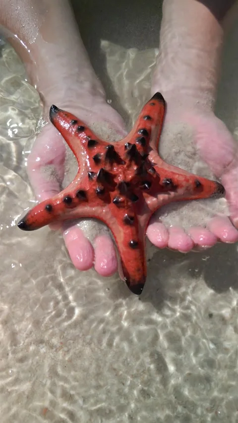 Starfish on hands, close up. Concepts of summer, travel, vacation Video stock 264796773