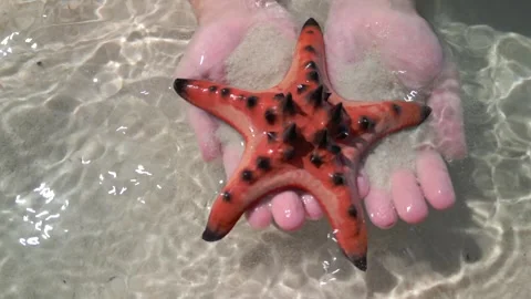 Starfish on hands, close up. Concepts of summer, travel, vacation Stock Footage 276703786