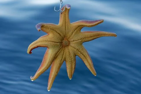 Starfish hanging in a treble hook Stock Photos