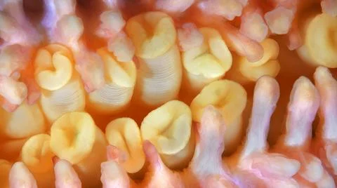 Starfish Henricia sp. under microscope, family Echinasteridae. Asteroidea.T.. Foto stock