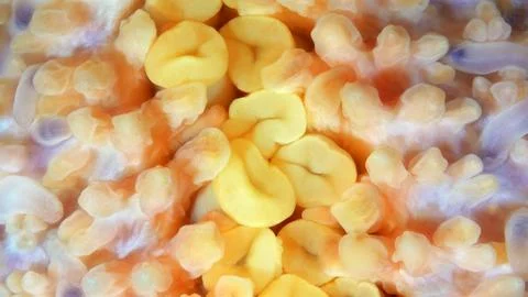 Starfish Henricia sp. under microscope, family Echinasteridae. Asteroidea.T.. Stock Photos