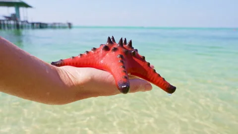 Starfish on a Human Palm Against the Backdrop of a Blue Lagoon of a Tropical Sea Stock Footage 271334485