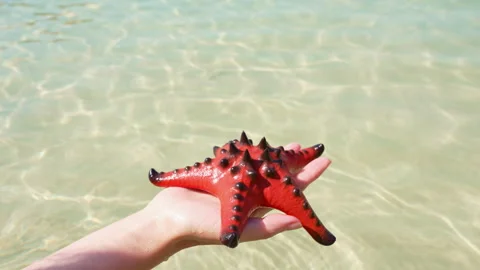 Starfish on a Human Palm Against the Backdrop of a Blue Lagoon of a Tropical Sea Stock Footage 314702719