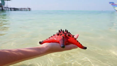 Starfish on a Human Palm. Stock Footage 294528082