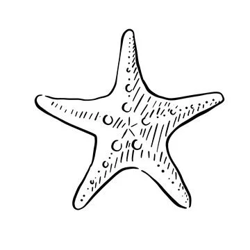 Starfish illustration Stock Illustration