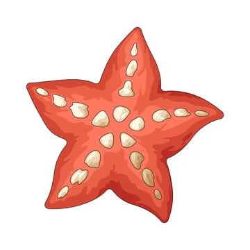 Starfish illustration Stock Illustration