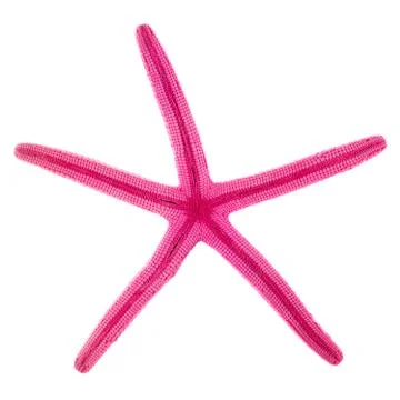 Starfish isolated Stock Photos