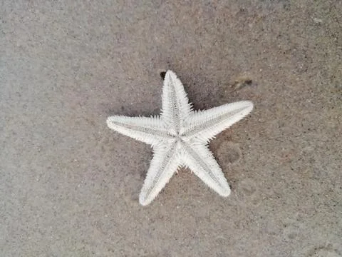 A starfish isolated on sand surface Stock Photos
