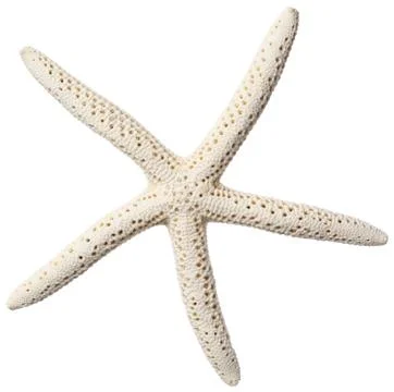 Starfish isolated on white background Stock Photos