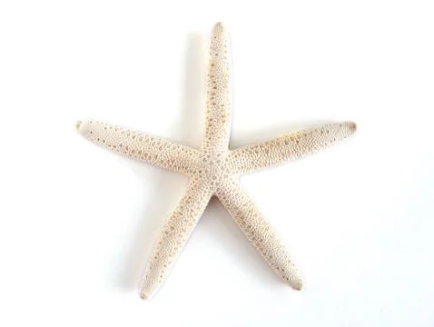 Starfish isolated on white background Stock Photos