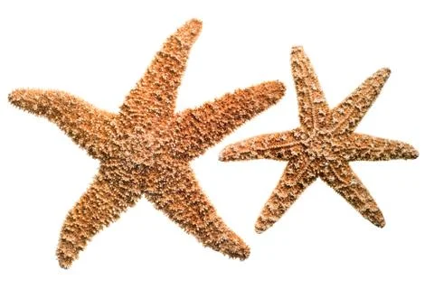 Starfish isolated on white background Stock Photos