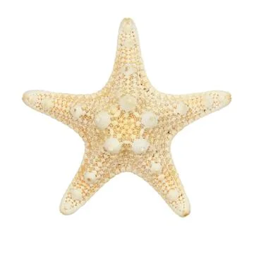Starfish isolated on white background Stock Photos
