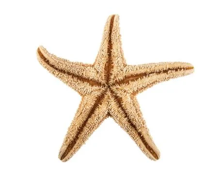 Starfish isolated on white background Stock Photos
