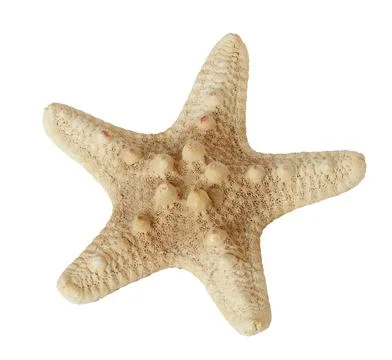 Starfish isolated on white background 스톡 사진