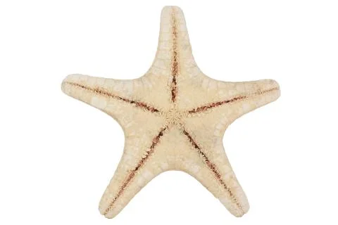 Starfish isolated on a white background, studio shot 스톡 사진
