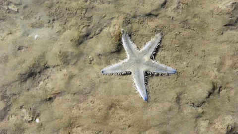 Starfish lie hidden in soil Video stock 231013364