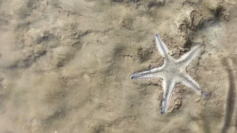 Starfish lie hidden in soil Stock Footage 231013367