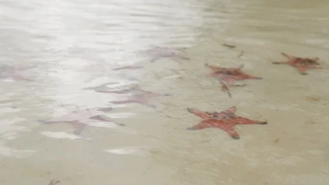 Starfish lie on the sandy bottom of shallow water Stock Footage 88070267