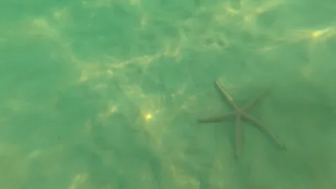 The starfish lies on the sandy bottom. Stock Footage 243280141